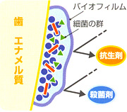 歯の表面イメージ